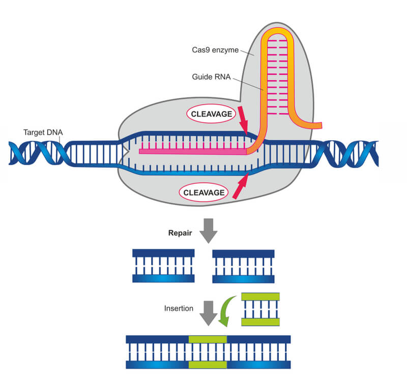 Diagram showing CRISPR-CA9 in action