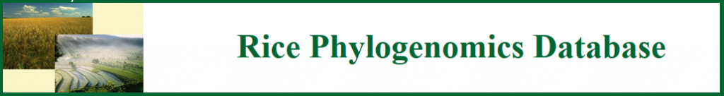 Link to rice phylogenomic databases