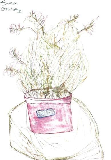 Switchgrass drawing by Kennedy, 5th grade, 2007