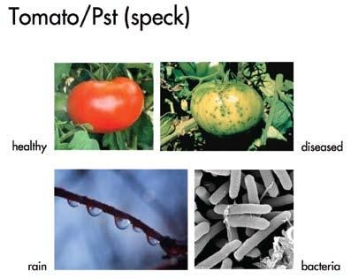 Tomato microbe diagram
