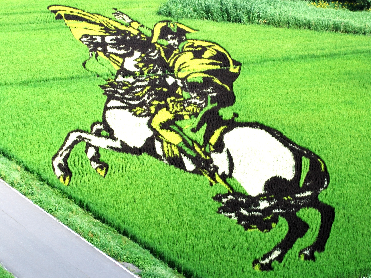 Napoleon of rice field art