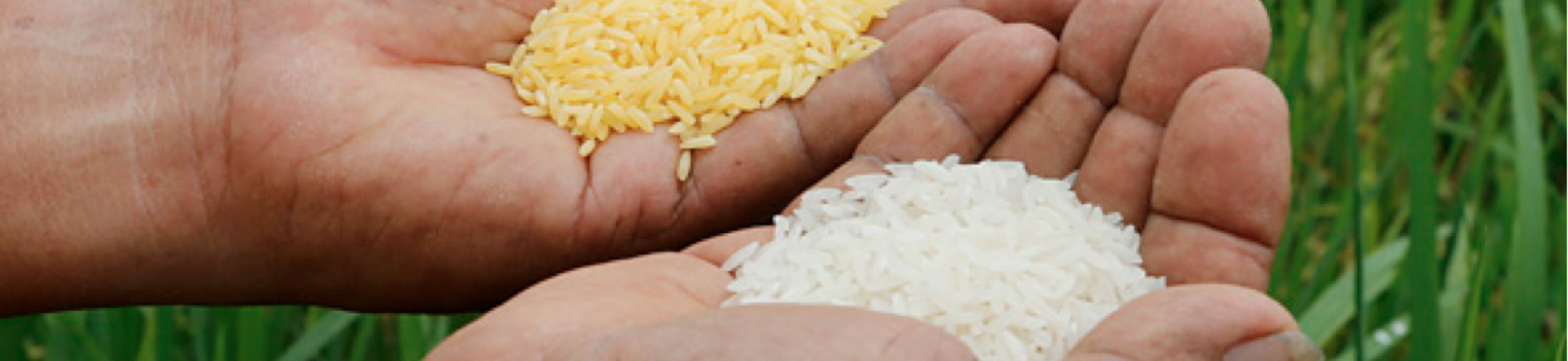 hands holding rice